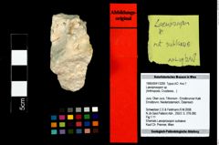 Foto (Objekt + Etikett) von Laeviprosopon sp.  (NHMW-GEO-1990-0041-3295)